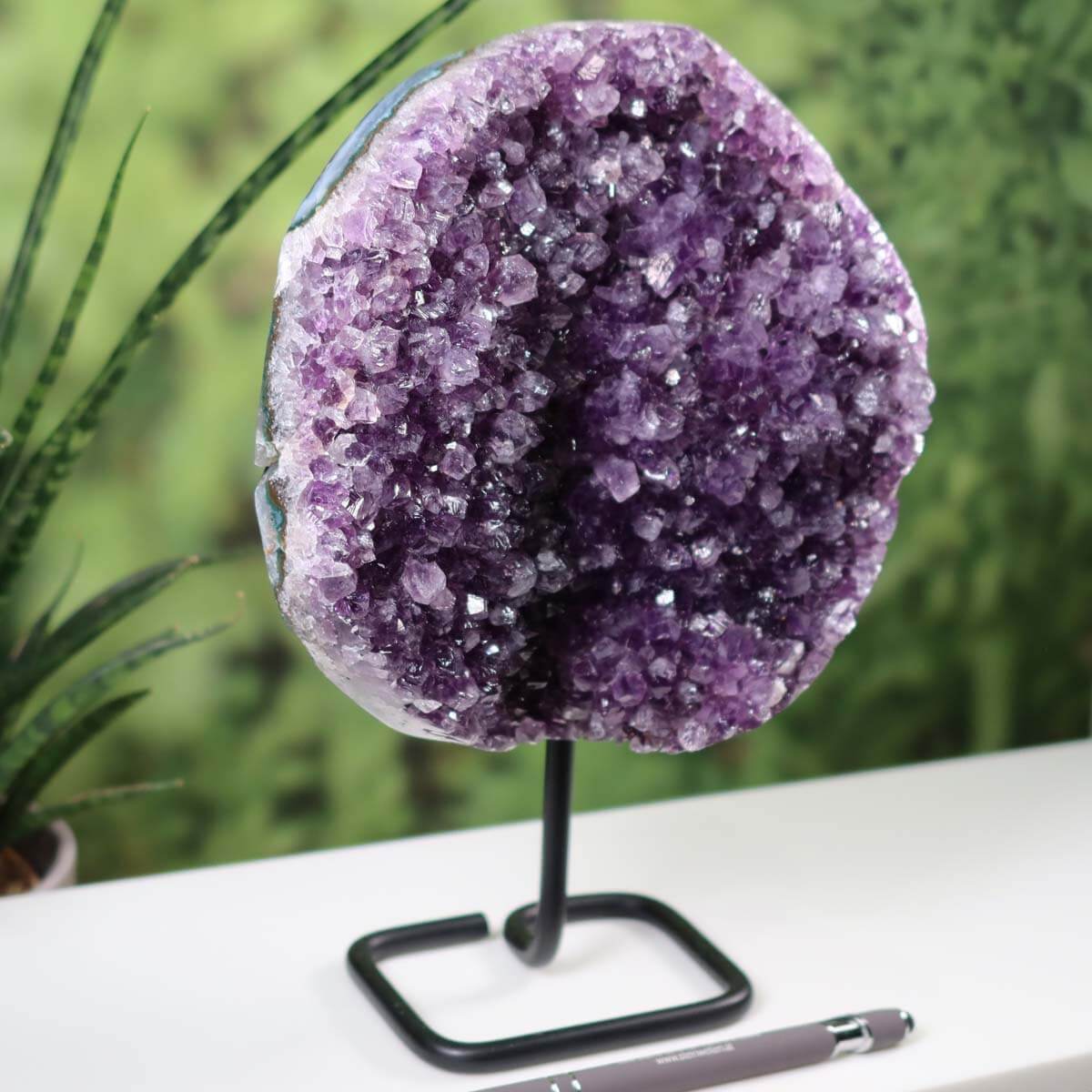 Sparkling dark purple Amethyst Drusen Geode from Uruguay on a metal stand, showcased on a white table with a green plant background.