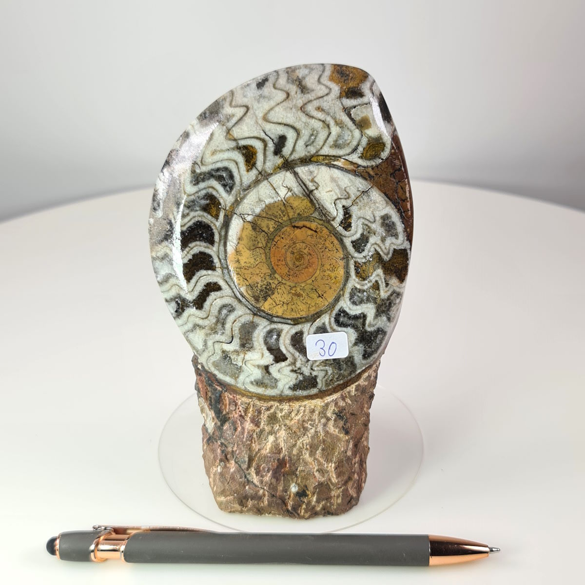 Ammonit roh 