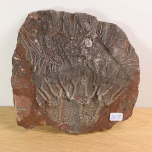 Versteinertes Fossil Seelilien Scyphocrinites elegans aus Marokko, 12x12 cm, 425 Millionen Jahre, Unikat Nr. 10, auf Holzuntergrund