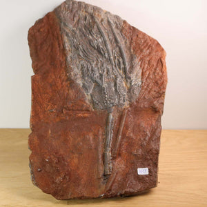 Versteinertes Fossil Seelilien Scyphocrinites elegans 26x17 cm 425 Millionen Jahre Unikat Nr. 15, antike Naturkunst Marokko