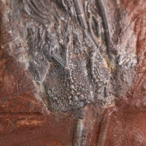 Versteinertes Fossil Seelilien (Scyphocrinites elegans) aus Marokko, 425 Millionen Jahre alt, einzigartiges Naturkunstwerk.
