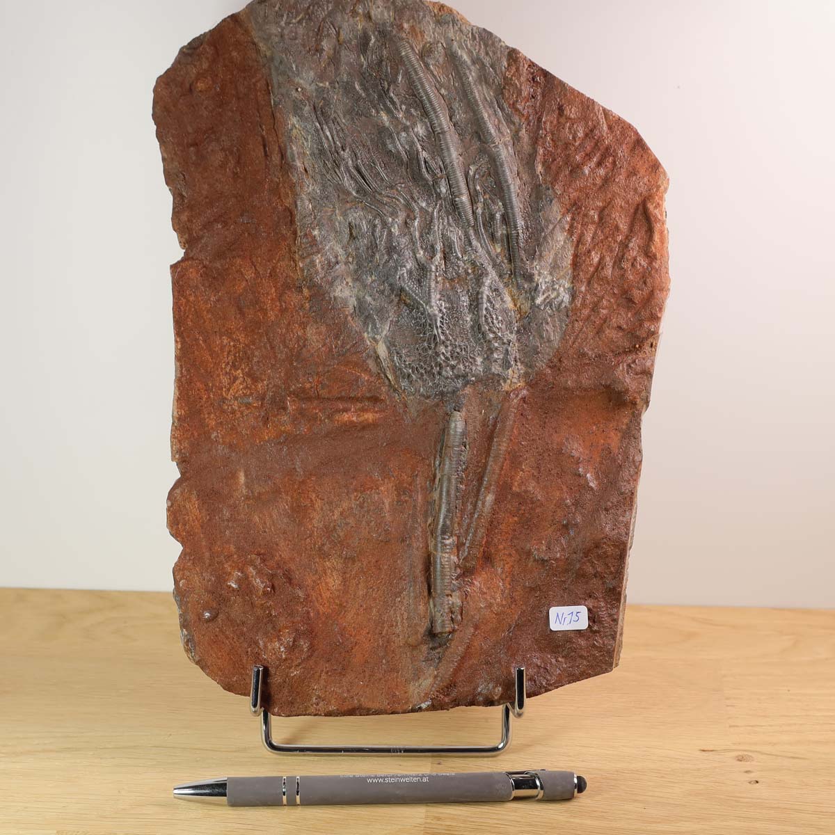 Fossil of Scyphocrinites elegans crinoid from 425 million years ago, displayed on a stand, showcasing intricate details.