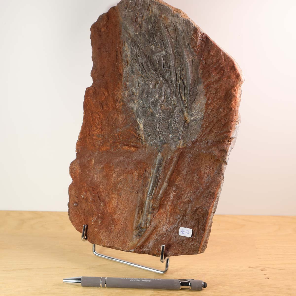 Versteinertes Seelilienfossil (Scyphocrinites elegans) 26x17 cm - 425 Millionen Jahre - aus Marokko mit Halterung und Stift zum Größenvergleich