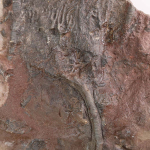 Close-up of a fossilized crinoid (Scyphocrinites elegans) from Morocco, 16x12 cm, showcasing unique details of stems and calyx.