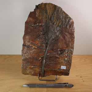 Fossilized crinoid (Scyphocrinites elegans) from Morocco, unique piece No. 25, 22x15 cm, 425 million years old.