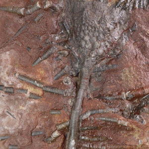 Fossil of Scyphocrinites elegans sea lily on reddish rock, showcasing intricate stalks and calyx; unique 425-million-year-old specimen.