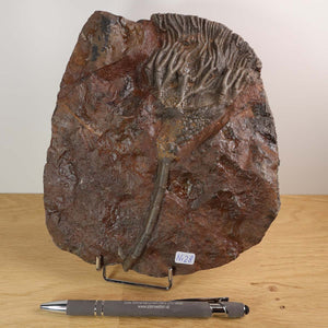 Versteinertes Fossil Scyphocrinites elegans aus Marokko, 19x16 cm, einzigartiges Naturkunstwerk, 425 Millionen Jahre alt.