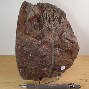 Scyphocrinites elegans fossil 19x16 cm on display, unique piece Nr. 28