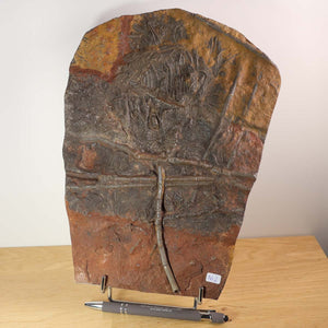 Fossilized Seelilien (Scyphocrinites elegans) 27x19 cm, 425 million years old, unique piece from Morocco displayed with pen for scale.