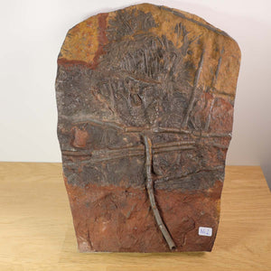 Fossil of Scyphocrinites elegans, 27x19 cm, 425 million years old, unique piece from Morocco