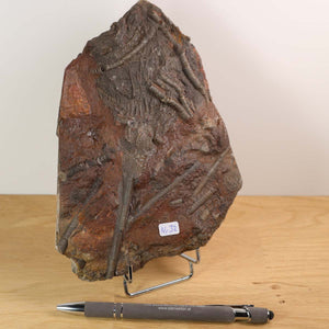 Fossil of Scyphocrinites elegans on stand, 19x13 cm, labeled Nr. 32, 425 million years old, unique piece from Morocco.
