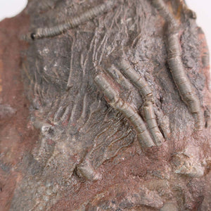 Close-up of a fossilized crinoid, Scyphocrinites elegans, showcasing intricate detail of the stem and arms from Morocco.