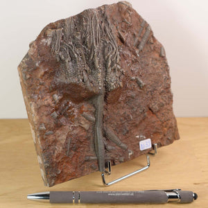 Versteinertes Fossil Seelilien Scyphocrinites elegans 14x14 cm, 425 Mio. Jahre, Unikat Nr. 33, Marokko, mit Stift Vergleich