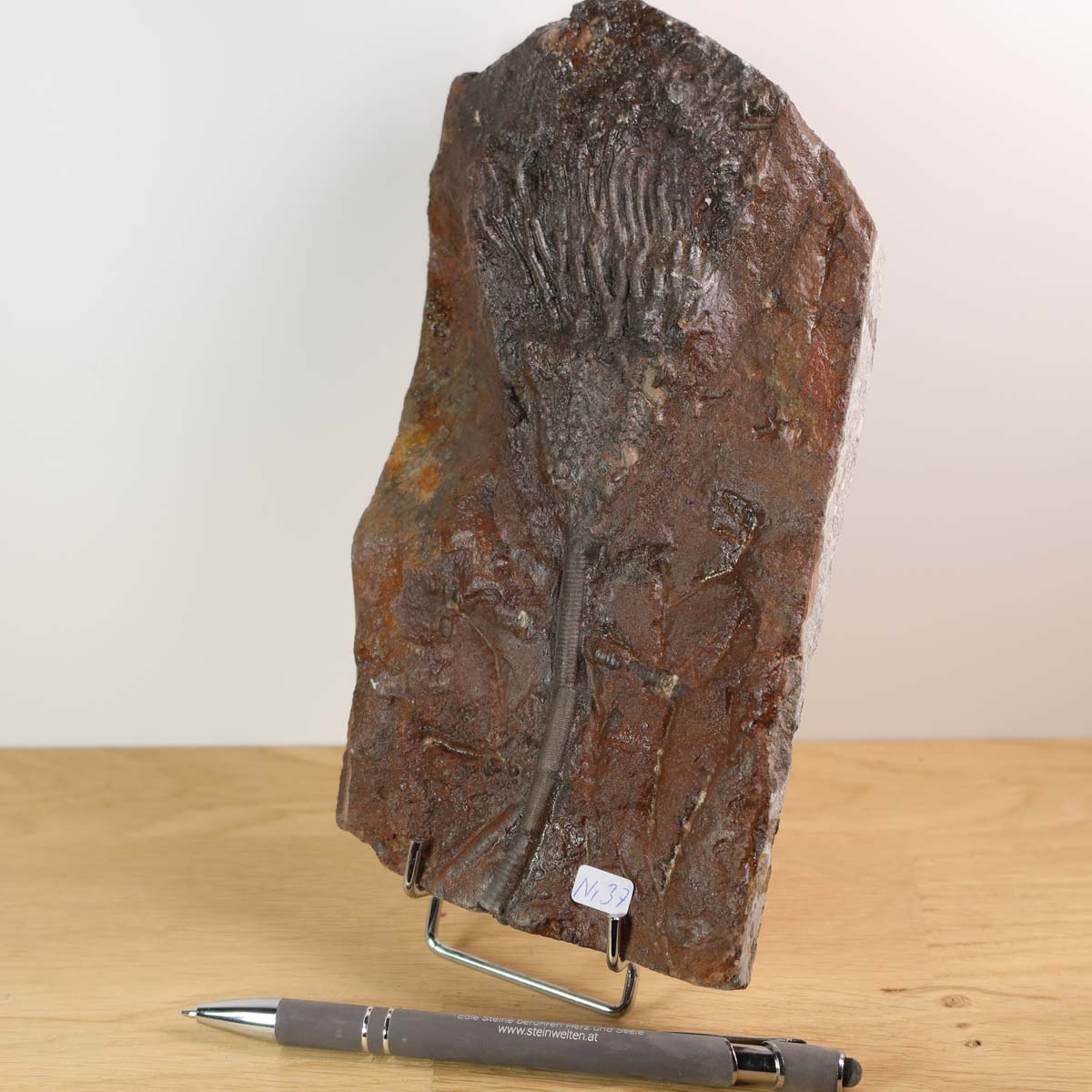 Versteinertes Fossil der Seelilie Scyphocrinites elegans, 21x11 cm, 425 Millionen Jahre alt, auf Holzuntergrund mit Stift, Unikat Nr. 37