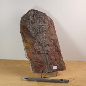 Versteinertes Fossil - Seelilien (Scyphocrinites elegans) aus Marokko, 21x11 cm, 425 Millionen Jahre alt, Unikat Nr. 37