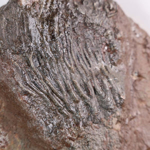 Close-up of a 425 million-year-old Scyphocrinites elegans fossil sea lily from Morocco, showcasing intricate natural details.