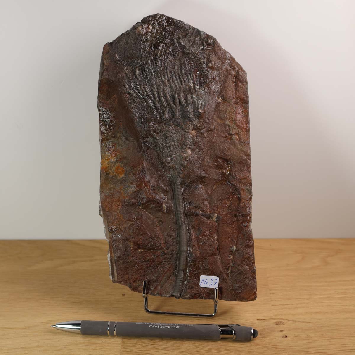 Versteinertes Fossil Seelilien Scyphocrinites elegans 21x11 cm 425 Millionen Jahre Unikat Nr. 37 vor neutralem Hintergrund