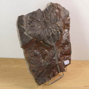 Scyphocrinites elegans fossil, 15x13 cm, 425 million years old, unique piece, displayed on stand, close-up.