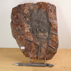 Versteinertes Fossil der Seelilie (Scyphocrinites elegans) Unikat Nr. 42 aus Marokko, 425 Millionen Jahre alt, auf Ausstellungsständer.