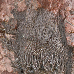 Versteinertes Fossil der Seelilien (Scyphocrinites elegans), 425 Millionen Jahre alt, einzigartiges Naturkunstwerk, Nahaufnahme