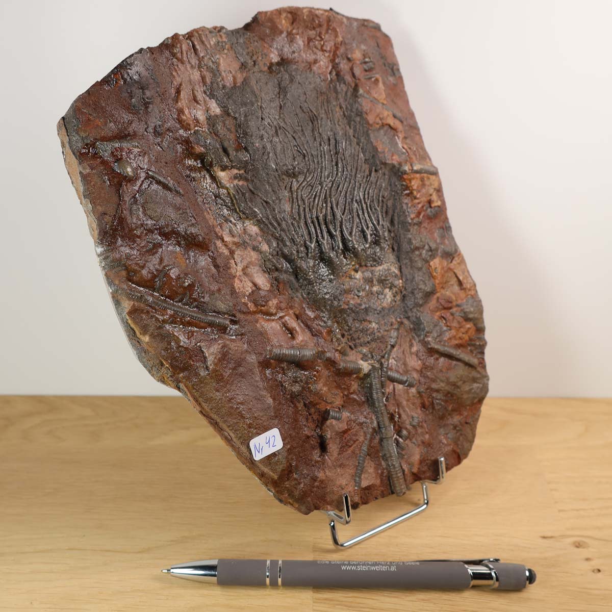 Versteinertes Fossil der Seelilie (Scyphocrinites elegans) auf Holzständer, einzigartiges Naturkunstwerk aus Marokko, 21x16 cm