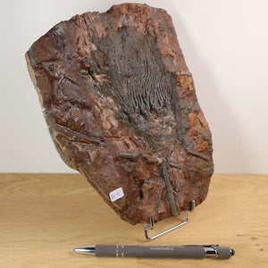 Versteinertes Fossil der Seelilie (Scyphocrinites elegans) auf Holzständer, einzigartiges Naturkunstwerk aus Marokko, 21x16 cm