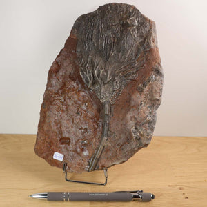 Ancient Scyphocrinites elegans fossil, unique piece no. 44 from Morocco, showcases 425-million-year-old sea lily remnants on display.