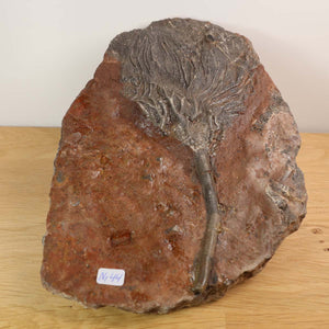 Fossilized crinoid (Scyphocrinites elegans) from Morocco, 425 million years old, unique artifact No. 44 on a wooden table.