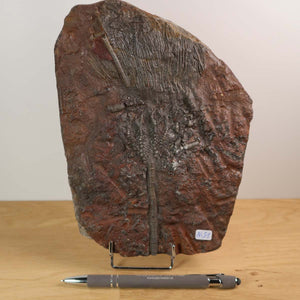 Versteinertes Fossil Seelilien Scyphocrinites elegans 21x15 cm - 425 Mio Jahre, Unikat Nr. 51, erhältlich bei Steinwelten