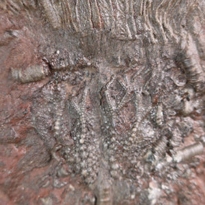 Versteinertes Fossil Seelilien (Scyphocrinites elegans) aus Marokko - 21x15 cm - Einzelstück, ca. 425 Mio. Jahre alt - Steinwelten