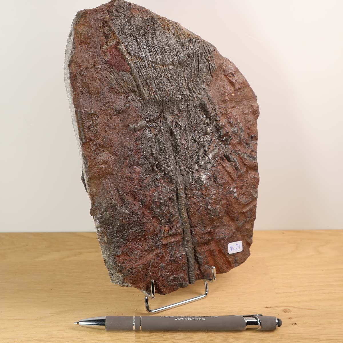 Versteinertes Fossil Seelilien Scyphocrinites elegans 21x15 cm Unikat Nr. 51 auf Holzständer, ideal für Fossil-Sammler.