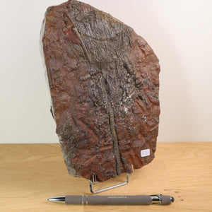 Versteinertes Fossil Seelilien Scyphocrinites elegans 21x15 cm Unikat Nr. 51 auf Holzständer, ideal für Fossil-Sammler.