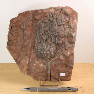Alt Tag: Versteinertes Seelilien-Fossil (Scyphocrinites elegans) aus Marokko, einzigartig Nr. 52, 20x18 cm, Steinwelten, ca. 425 Mio. Jahre