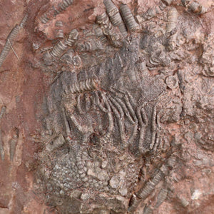 Versteinertes Seelilien-Fossil (Scyphocrinites elegans) aus Marokko, 425 Millionen Jahre alt, Unikat Nr. 52 bei Steinwelten.