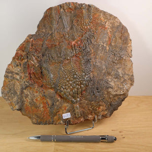 Versteinertes Seelilien Fossil aus Marokko (Scyphocrinites elegans), 21x23 cm, 425 Millionen Jahre alt, Unikat Nr. 53, auf Holzdisplay.