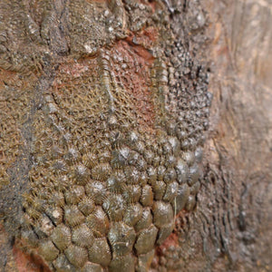 Fossilized sea lily Scyphocrinites elegans from Morocco, unique nature artwork, 21x23 cm, 425 million years old - Steinwelten