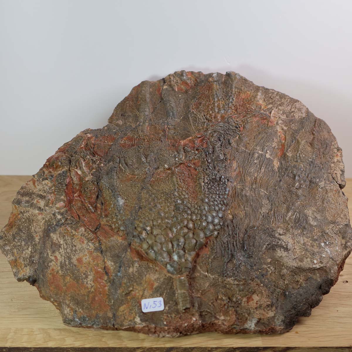 Versteinertes Fossil Seelilien Scyphocrinites elegans, 21x23 cm, 425 Millionen Jahre, Unikat Nr. 53, Versteinertes Fossil kaufen, Steinwelten.