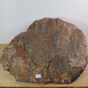 Versteinertes Fossil Seelilien Scyphocrinites elegans, 21x23 cm, 425 Millionen Jahre, Unikat Nr. 53, Versteinertes Fossil kaufen, Steinwelten.