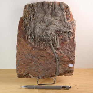 Fossil of Seelilien (Scyphocrinites elegans) on stone with pen for scale, 425 million years old, unique item 55. Versteinertes Fossil kaufen, Steinwelten