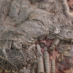 Versteinertes Scyphocrinites elegans Fossil aus Marokko, 23x17 cm, Naturkunstwerk aus der Steinwelten Kollektion, kaufen.