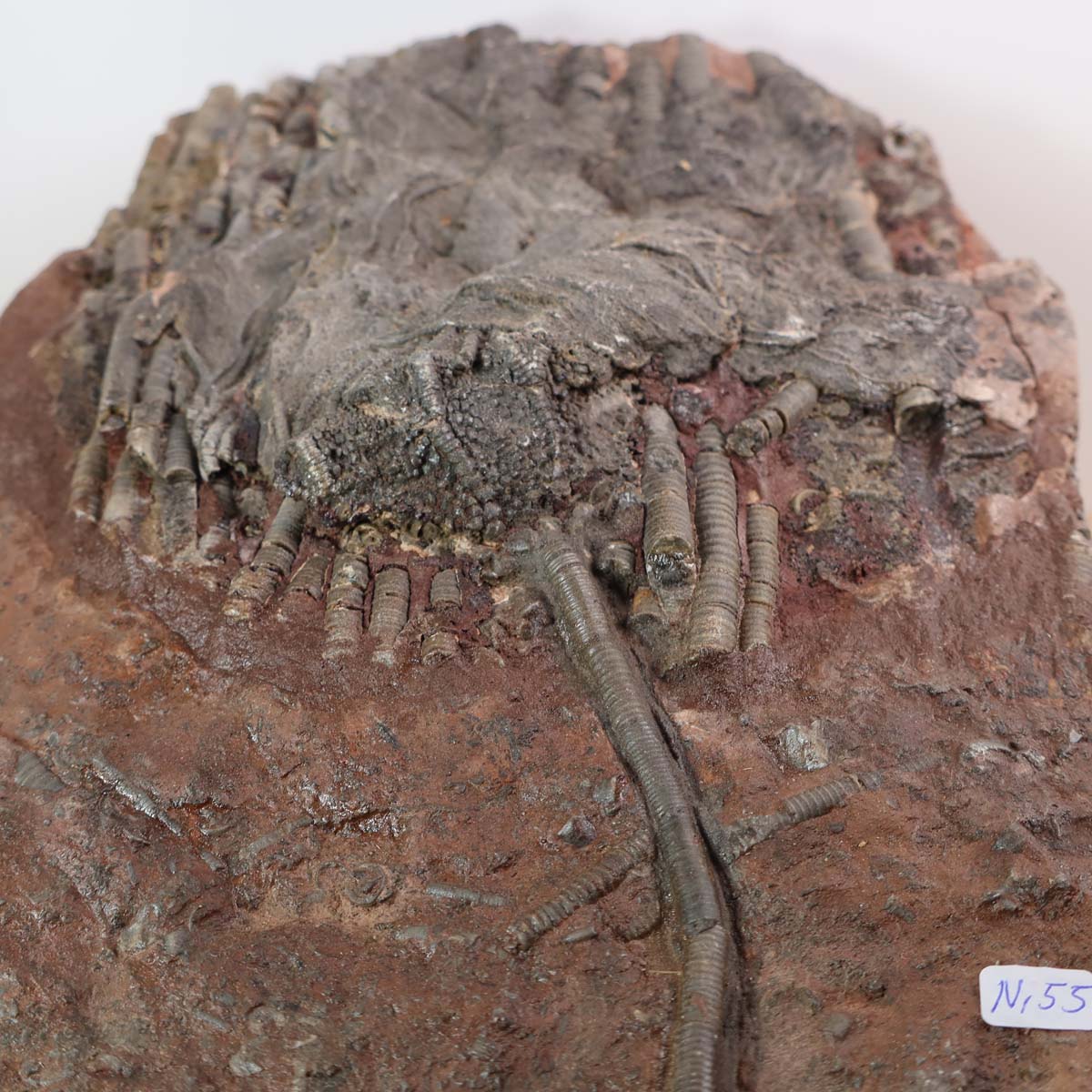 Scyphocrinites elegans fossil from Morocco, a unique 425-million-year-old sea lily specimen, measuring 23x17 cm, available for purchase.