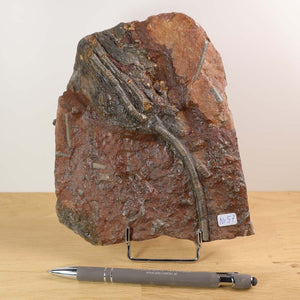 Versteinertes Scyphocrinites elegans Fossil 16x14 cm, Unikat Nr. 57 aus Marokko. Versteinertes Fossil kaufen bei Steinwelten.