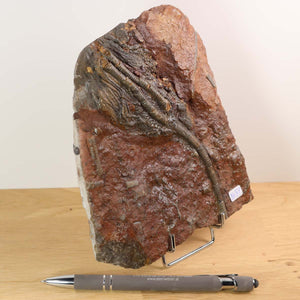 Versteinertes Seelilien-Fossil (Scyphocrinites elegans), 16x14 cm, 425 Millionen Jahre alt, einzigartiges Unikat Nr. 57 aus Steinwelten.