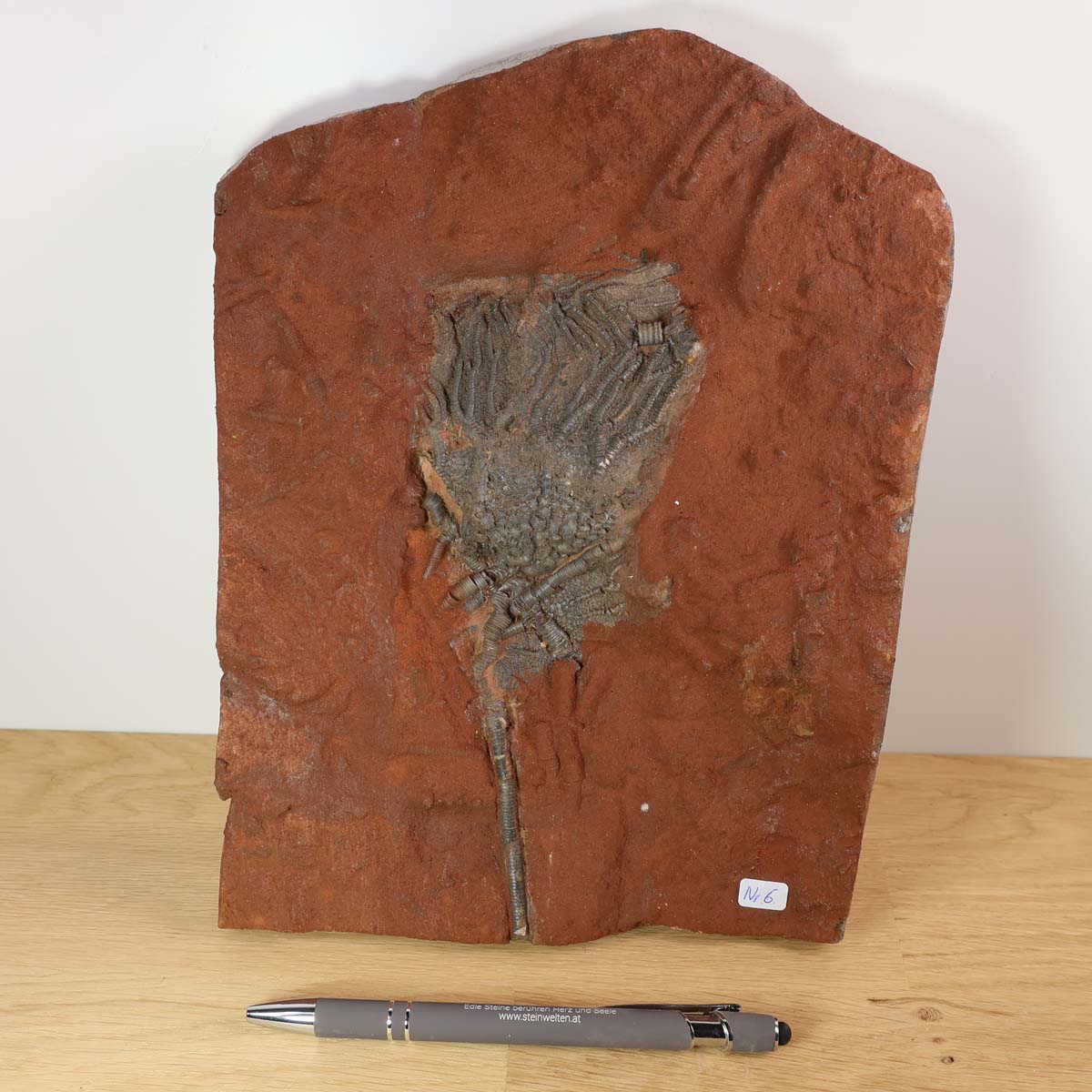 Versteinertes Fossil einer Seelilie (Scyphocrinites elegans) aus Marokko, 425 Millionen Jahre alt, einzigartiges Stück, 25x19 cm.