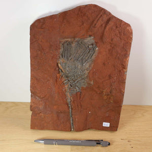 Versteinertes Fossil einer Seelilie (Scyphocrinites elegans) aus Marokko, 425 Millionen Jahre alt, einzigartiges Stück, 25x19 cm.