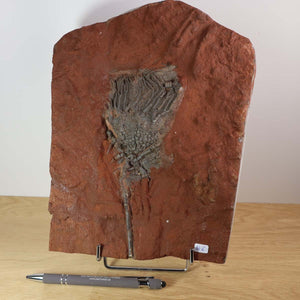 Versteinertes Scyphocrinites elegans Fossil, Seelilie, Unikat Nr. 6, 425 Millionen Jahre alt, auf rotem Steinblock aus Marokko