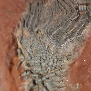 Versteinertes Fossil von Seelilien (Scyphocrinites elegans) aus Marokko, einzigartiges Naturkunstwerk, 425 Millionen Jahre alt