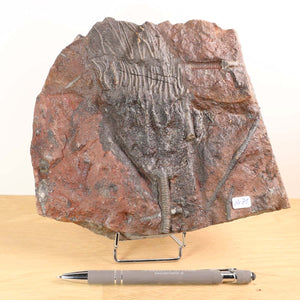 Versteinertes Seelilienfossil Scyphocrinites elegans 18x12 cm auf Ständer, Unikat Nr. 71, ausgestellt mit einem Stift zur Größenreferenz