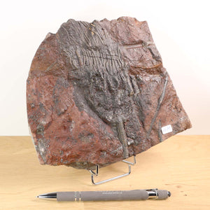 Versteinertes Scyphocrinites elegans Fossil 18x12 cm aus Marokko, einzigartiges Sammlerstück, 425 Millionen Jahre alt, Unikat Nr. 71