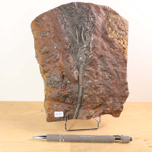 Fossil of Scyphocrinites elegans, a crinoid from Morocco, 17x13 cm, 425 million years old, unique piece No. 72, displayed on stand.